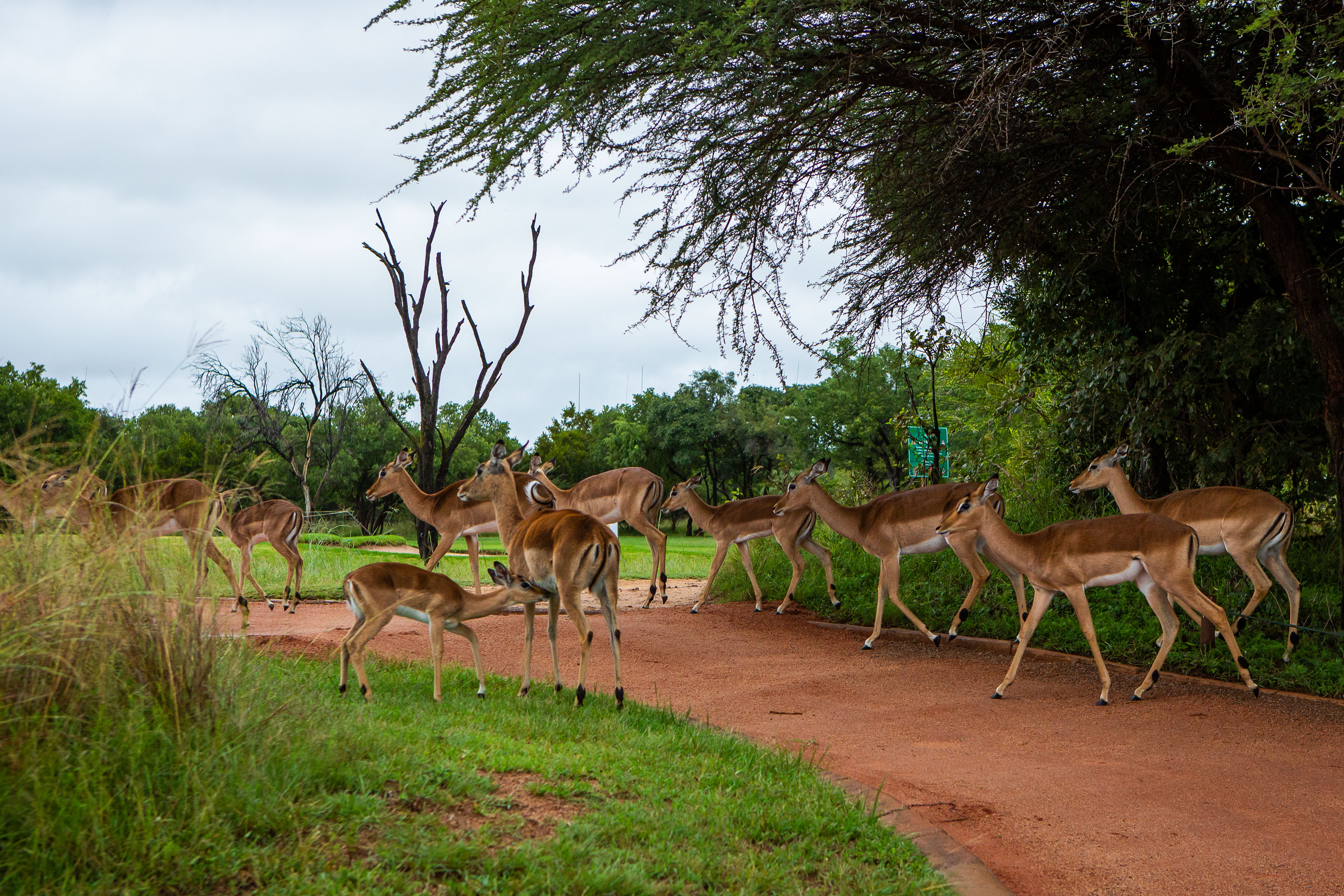 Zebula Golf Estate - wildlife